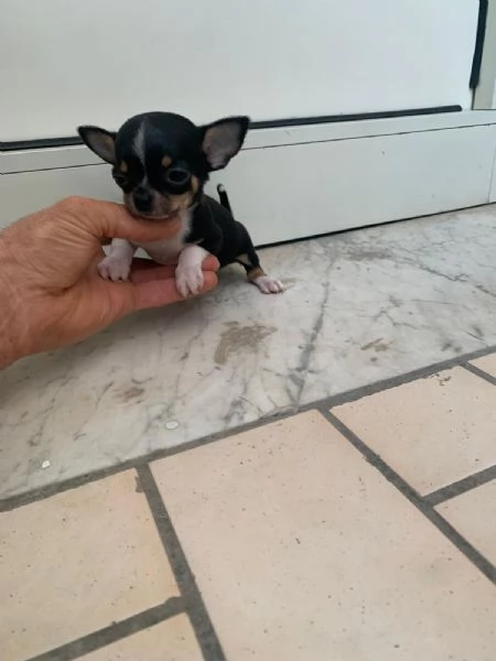 Cuccioli di chihuahua mini toy  | Foto 4