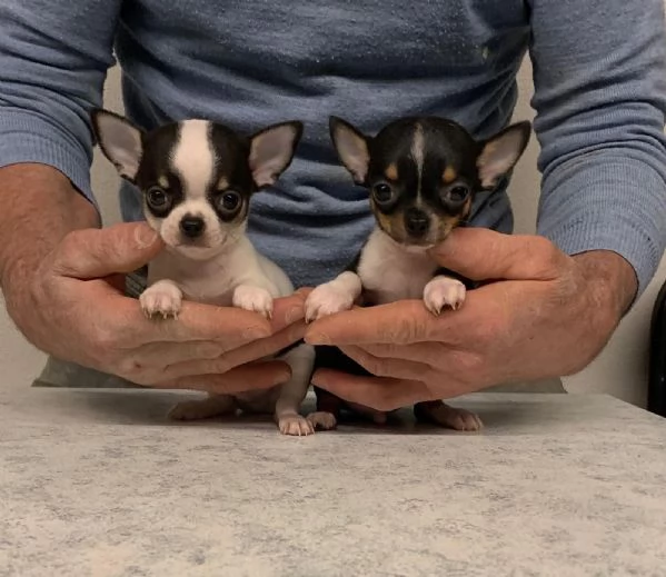 Cuccioli di chihuahua mini toy  | Foto 3
