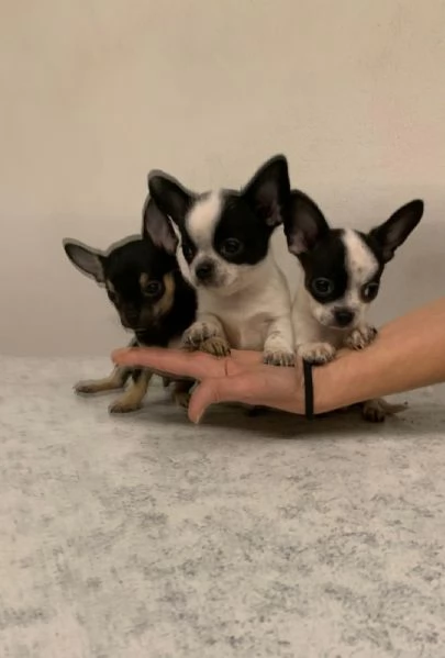 Cuccioli di chihuahua mini toy e toy  | Foto 3