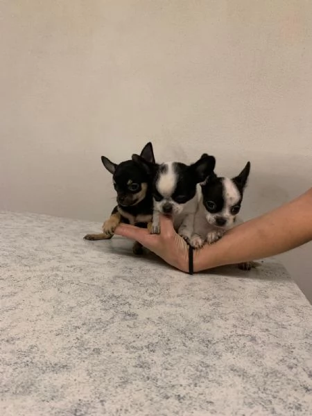 Cuccioli di chihuahua mini toy e toy  | Foto 2