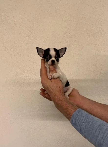 Cuccioli di chihuahua mini toy e toy  | Foto 1