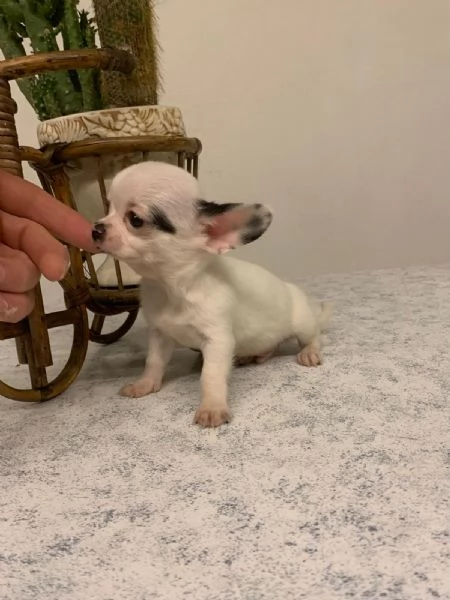 Cuccioli di chihuahua mini toy e toy  | Foto 0