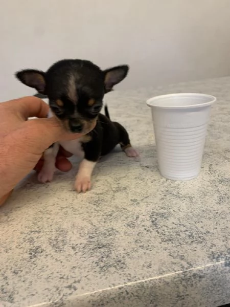 Cuccioli di chihuahua mini toy e toy 