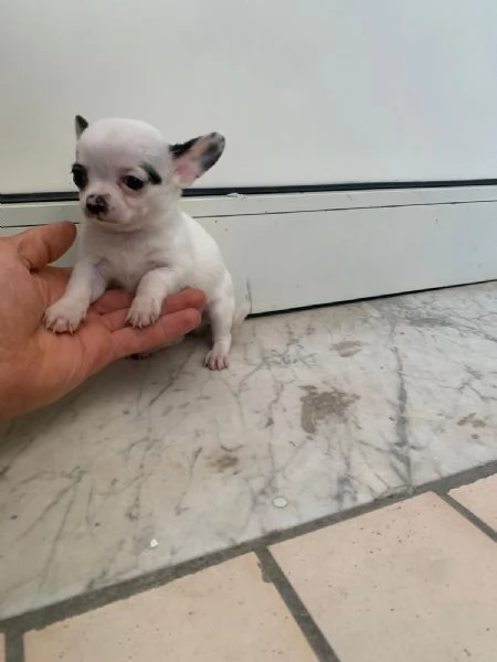 Cuccioli di chihuahua mini toy  | Foto 2