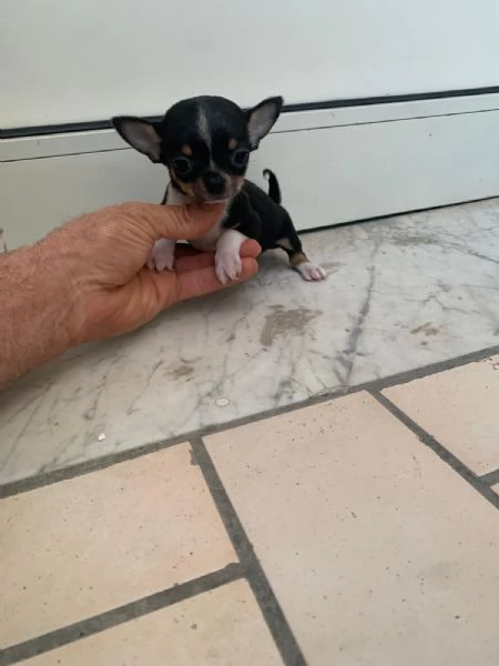 Cuccioli di chihuahua mini toy  | Foto 1