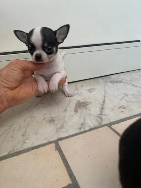 Cuccioli di chihuahua mini toy  | Foto 0