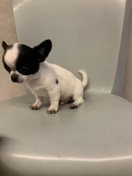 Cuccioli di chihuahua mini toy e toy  | Foto 3