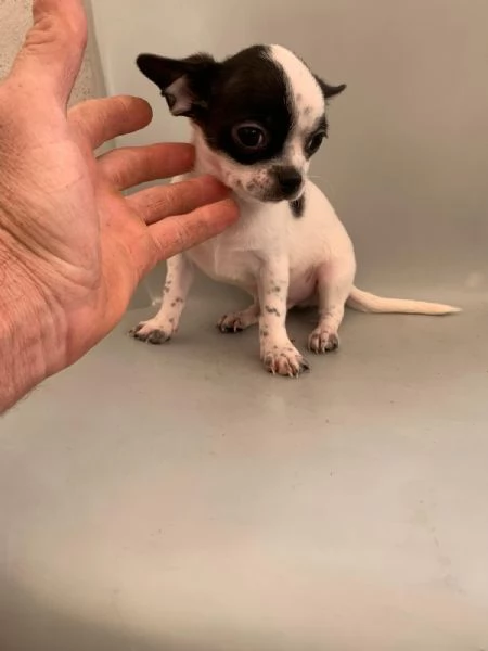 Cuccioli di chihuahua mini toy e toy  | Foto 2