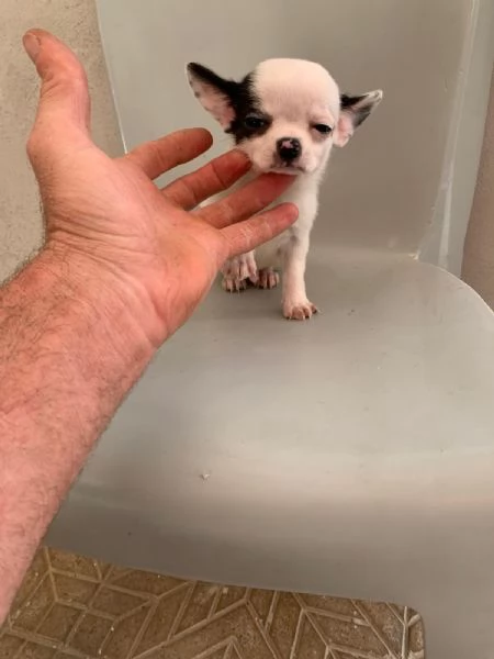 Cuccioli di chihuahua mini toy e toy  | Foto 1