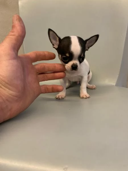 Cuccioli di chihuahua mini toy e toy  | Foto 0