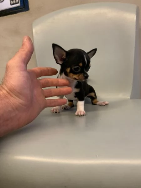 Cuccioli di chihuahua mini toy e toy 