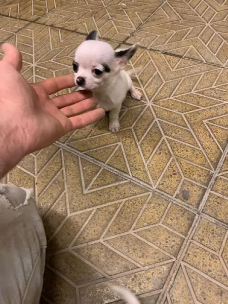 Cuccioli di Chihuahua mini toy e toy 