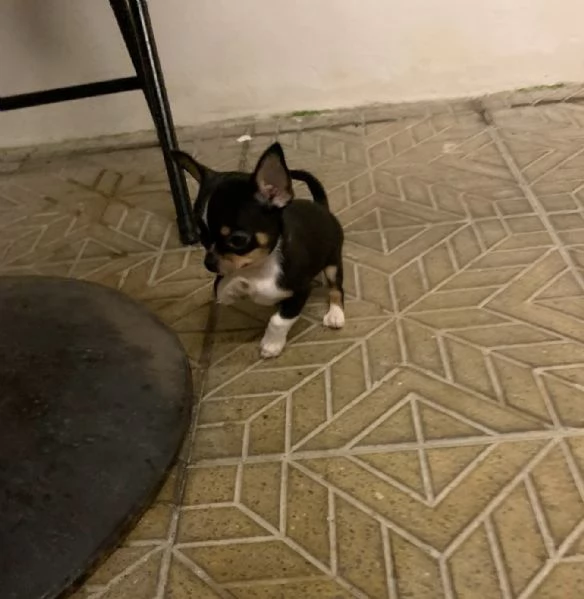 Cuccioli di Chihuahua mini toy e toy  | Foto 1