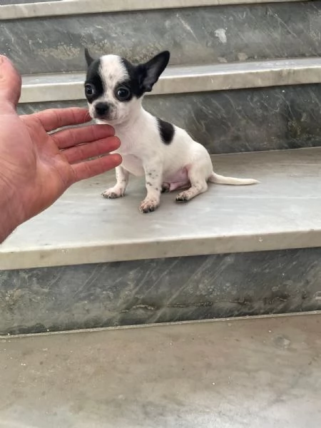 Cuccioli di Chihuahua mini toy e toy  | Foto 0