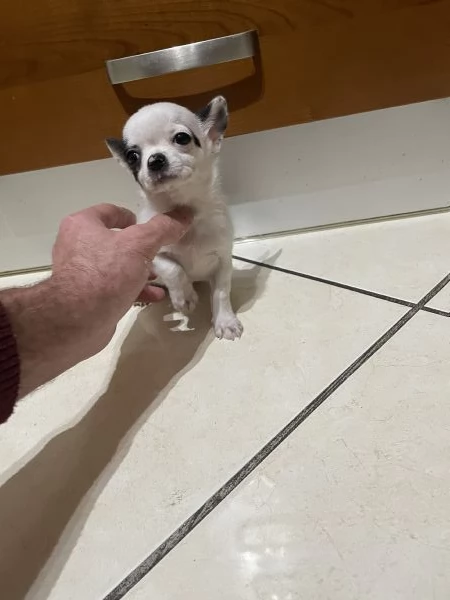 Cuccioli di chihuahua mini toy e toy  | Foto 1