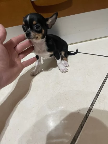 Cuccioli di chihuahua mini toy e toy  | Foto 0