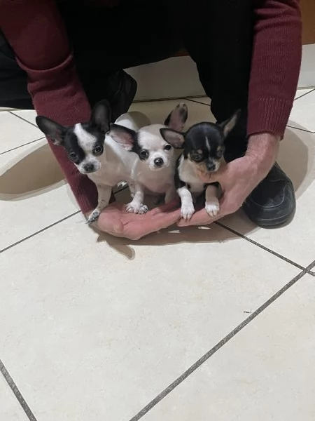 Cuccioli di chihuahua mini toy e toy 