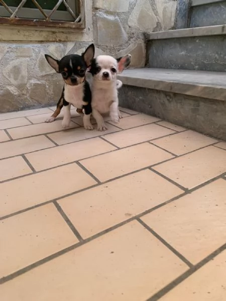 Cuccioli di chihuahua mini toy e toy 