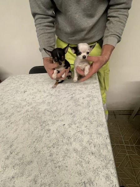 Cuccioli di chihuahua mini toy  | Foto 2