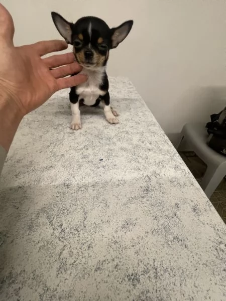 Cuccioli di chihuahua mini toy  | Foto 1