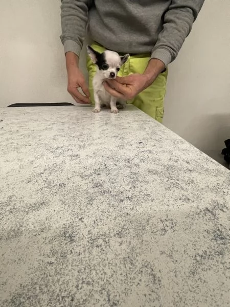Cuccioli di chihuahua mini toy  | Foto 0