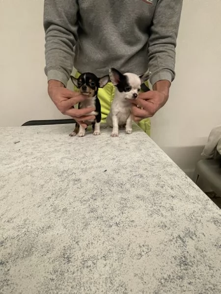 Cuccioli di chihuahua mini toy 