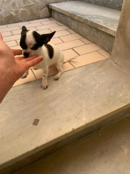 Ultimo cucciolo di chihuahua toy | Foto 1