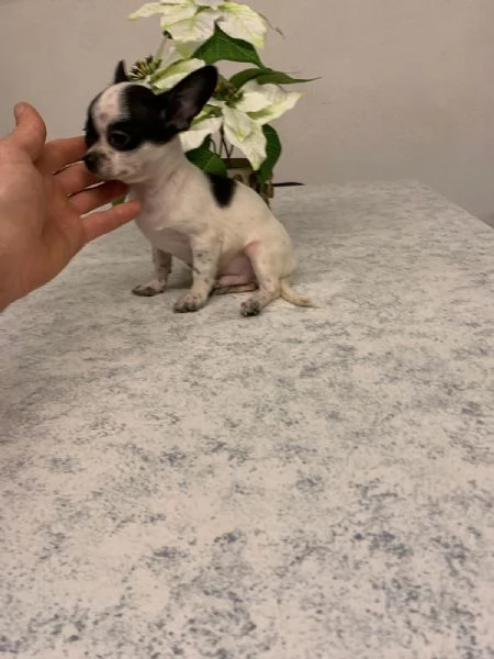 Ultimo cucciolo di chihuahua toy