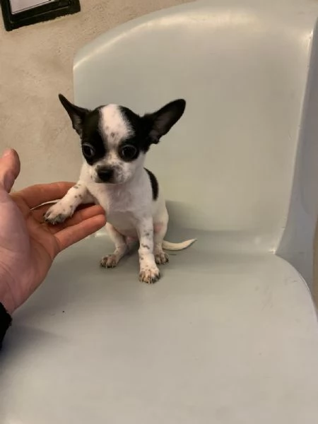 Ultimo cucciolo di chihuahua toy | Foto 0