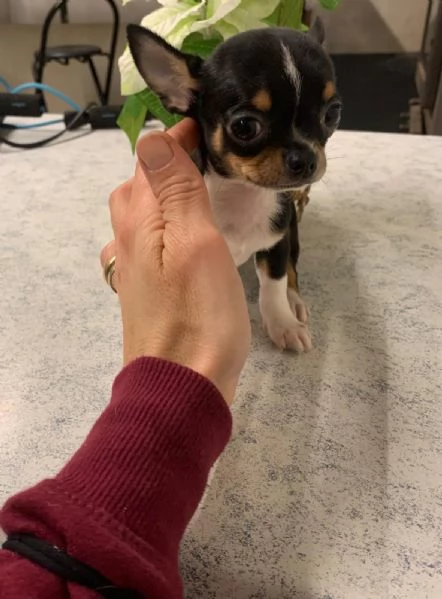 Ultimi due cuccioli di chihuahua mini toy e toy  | Foto 1