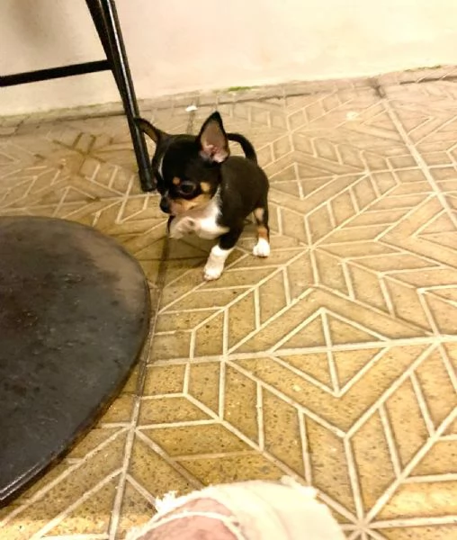 Ultimi due cuccioli di chihuahua mini toy e toy 