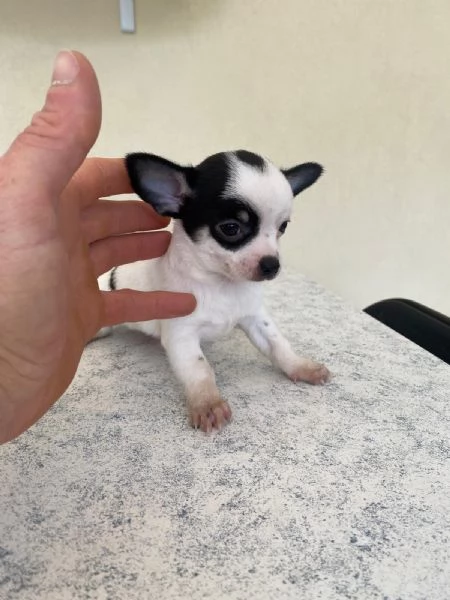 Cuccioli di chihuahua mini toy e toy  | Foto 4