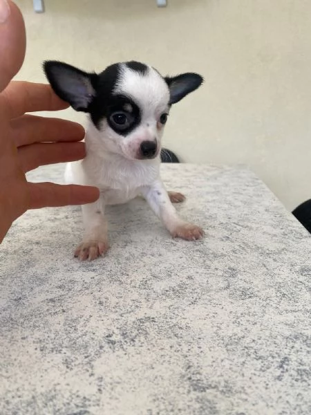 Cuccioli di chihuahua mini toy e toy  | Foto 3