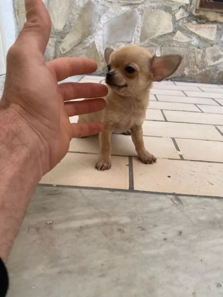 Cuccioli di chihuahua mini toy e toy  | Foto 1