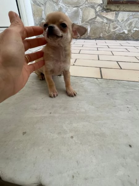 Cuccioli di chihuahua mini toy e toy 