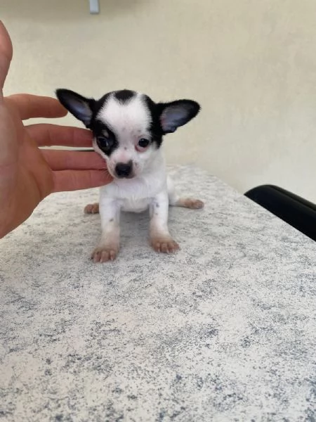 Cuccioli di chihuahua mini toy e toy  | Foto 0