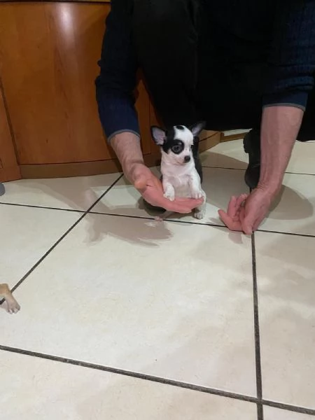 Cuccioli di chihuahua mini toy e toy  | Foto 2