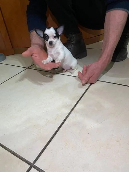 Cuccioli di chihuahua mini toy e toy  | Foto 1