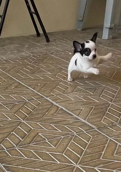 Ultimo cucciolo di chihuahua toy  | Foto 1