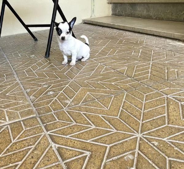 Ultimo cucciolo di chihuahua toy  | Foto 0