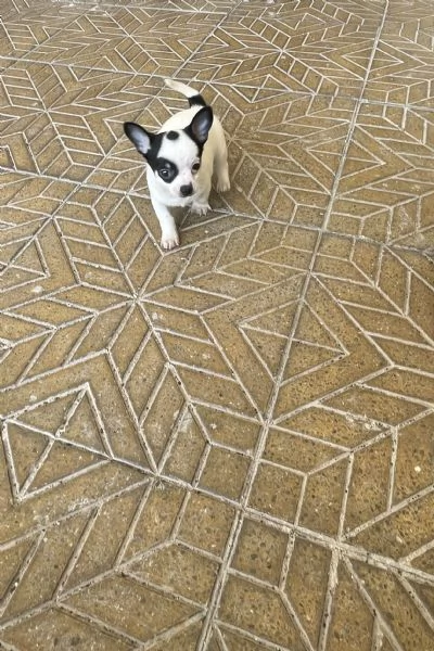 Ultimo cucciolo di chihuahua toy 