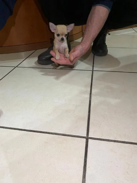 Cuccioli di chihuahua mini toy e toy  | Foto 0
