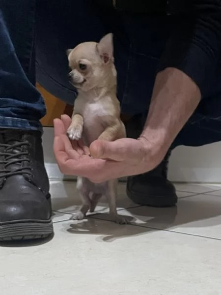 Cuccioli di chihuahua mini toy e toy 