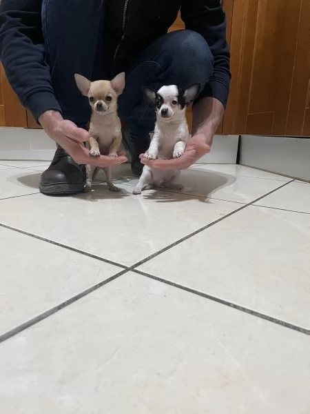 Cuccioli di chihuahua mini toy e toy  | Foto 4