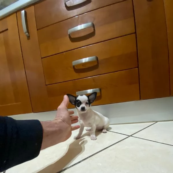 Cuccioli di chihuahua mini toy e toy  | Foto 3