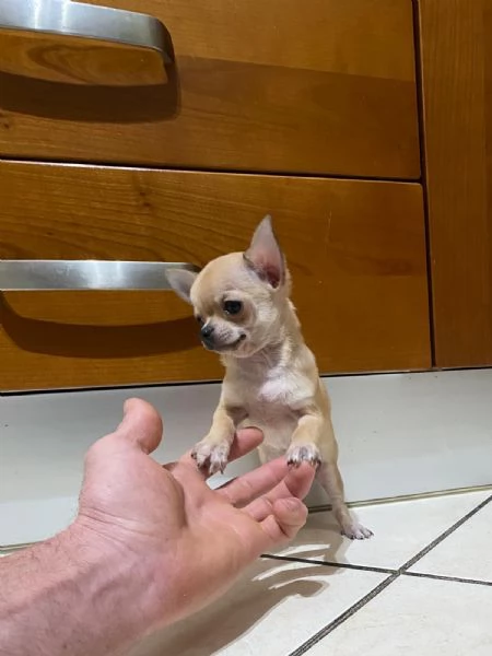 Cuccioli di chihuahua mini toy e toy  | Foto 1