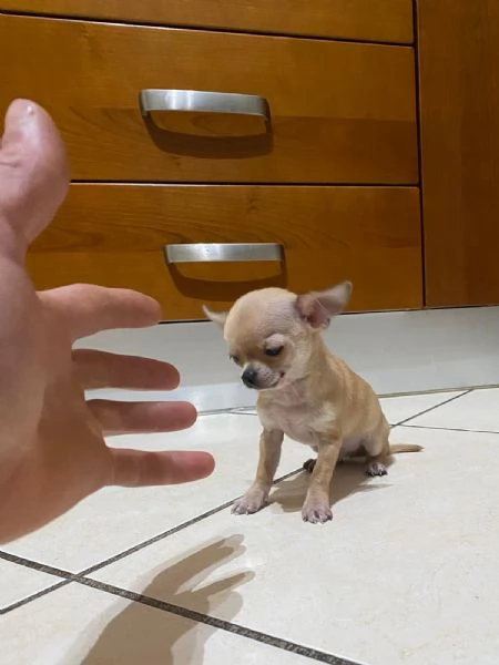 Cuccioli di chihuahua mini toy e toy  | Foto 0