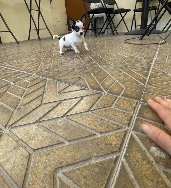 Cuccioli di chihuahua mini toy e toy  | Foto 0