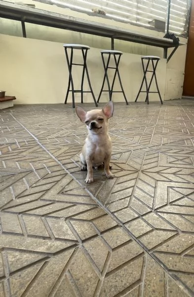 Cuccioli di chihuahua mini toy e toy 