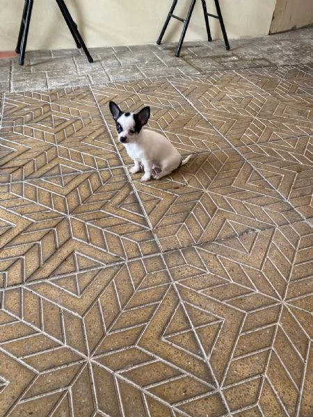 Cuccioli di chihuahua toy  | Foto 1